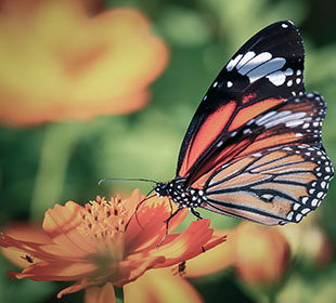 网页版呼叫中心