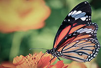 网页版呼叫中心