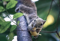 在线轰炸机电话软件