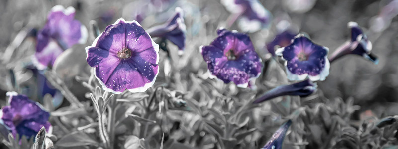 网页版呼叫中心