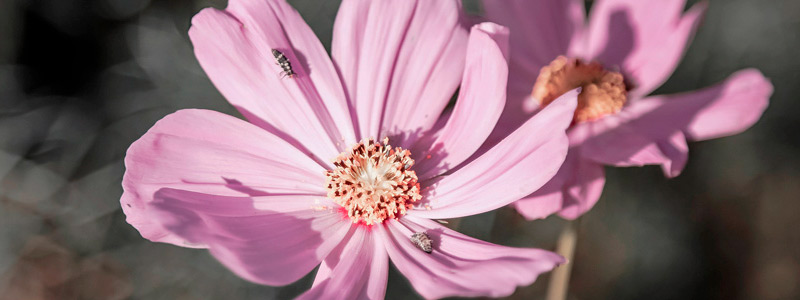 【便携版软件包】免安装的轰炸手机短信网站