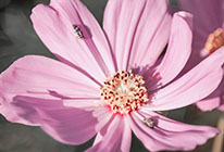 智能故障预测的在线手机号轰炸工具