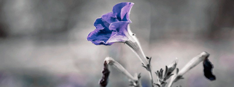 【平板HD版】高清显示的轰炸手机短信网站